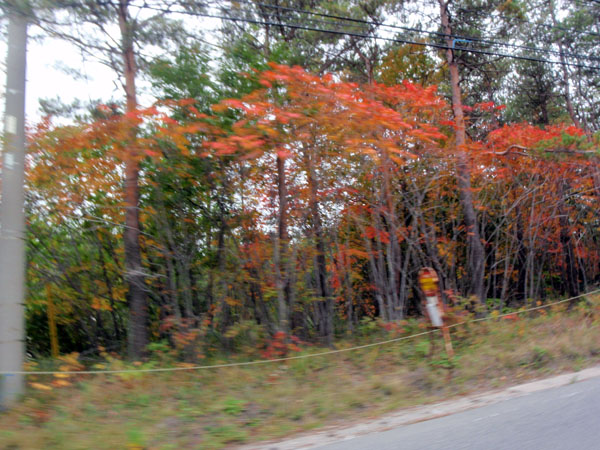 北軽井沢付近の紅葉
